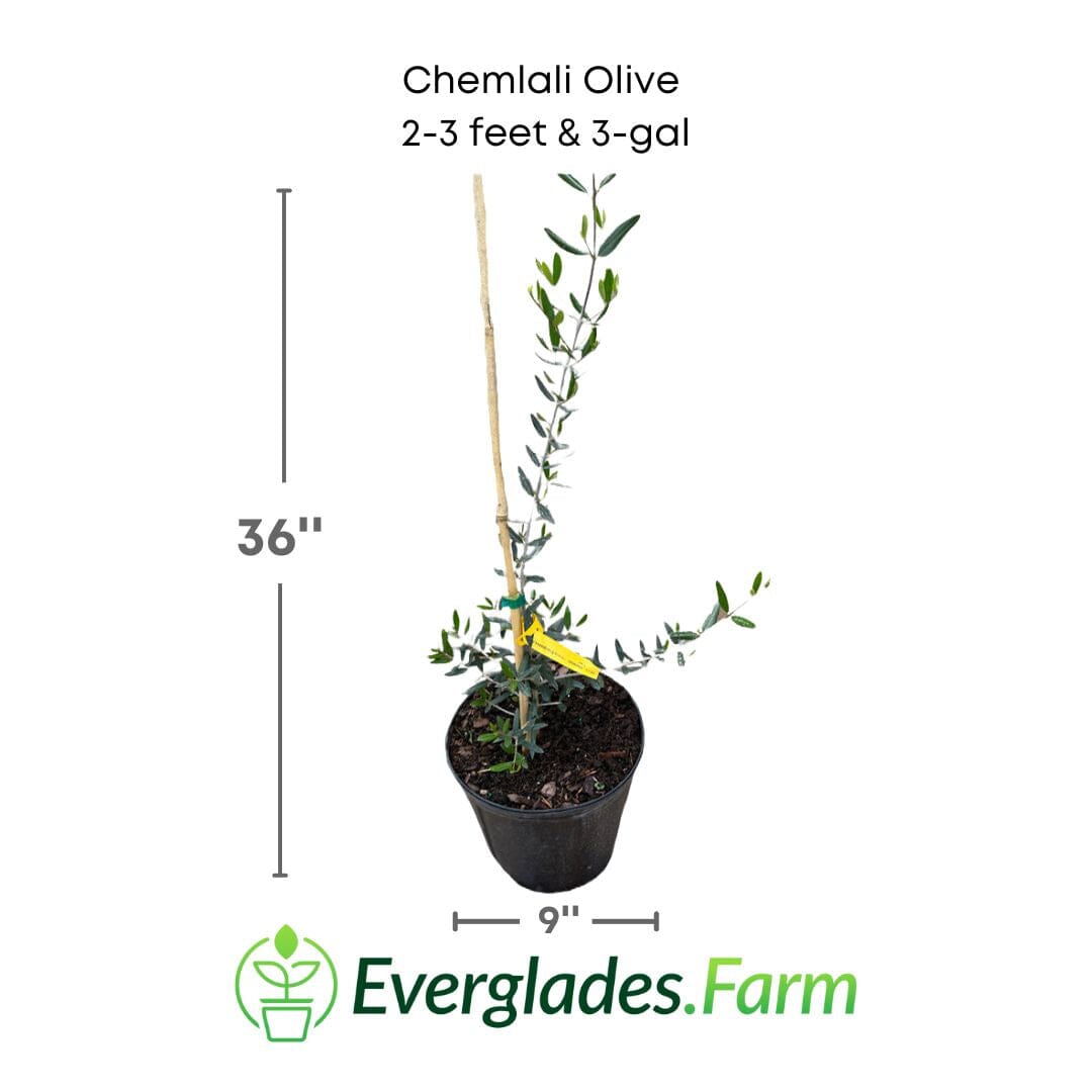 Chemlali Olive Tree - Blessings Grow Meadows -