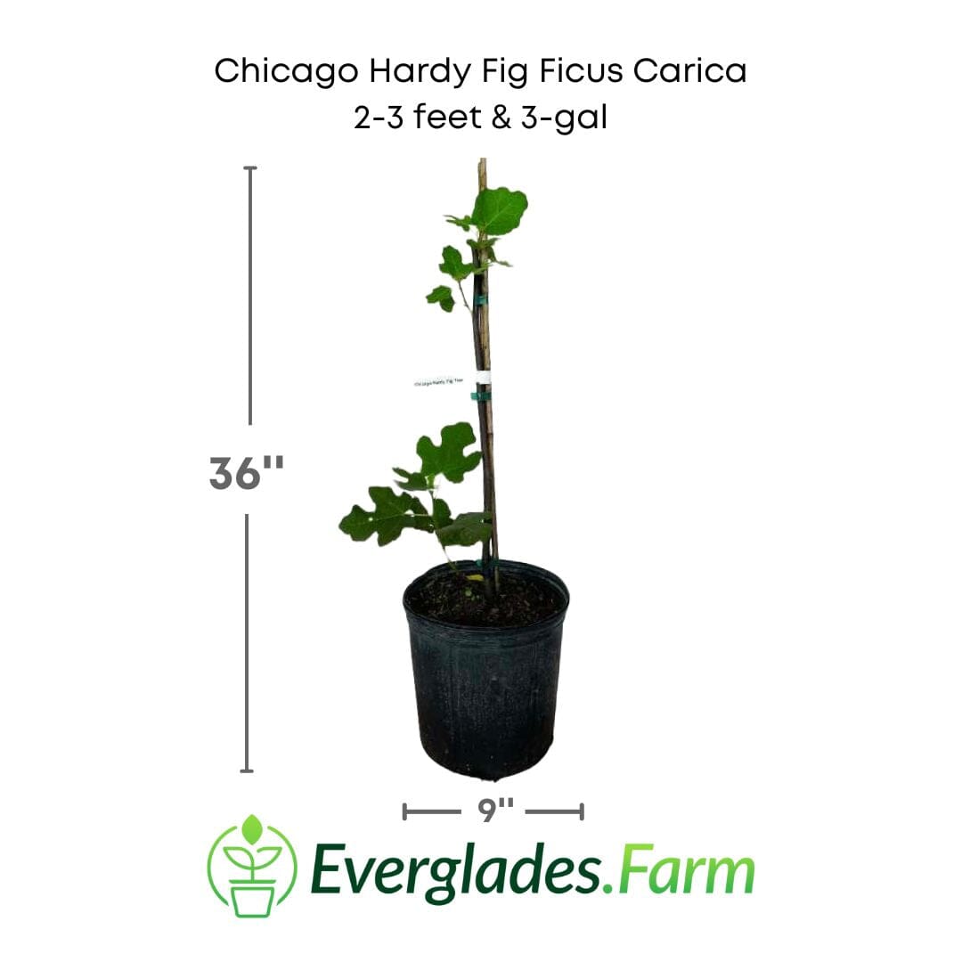 Everglades Farm Chicago Hardy Fig Ficus carica in a 12-18 inch 1-gallon pot, showcasing lush green leaves and healthy growth.
