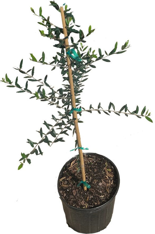 Everglades Farm 12-18 inch Coratina Olive Tree, semi-dwarf, in 1-gallon container, with lush green leaves and a sturdy trunk.