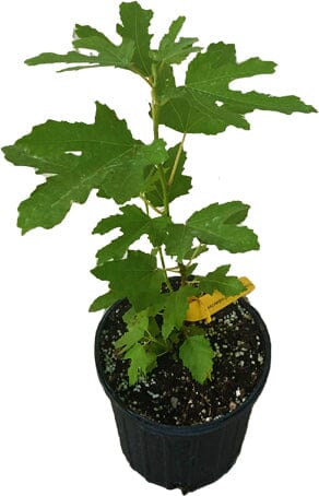 Dwarf Fig Tree "Beer's Black" by Everglades Farm, 12-18 inch tall, 1-gallon size, healthy evergreen foliage.