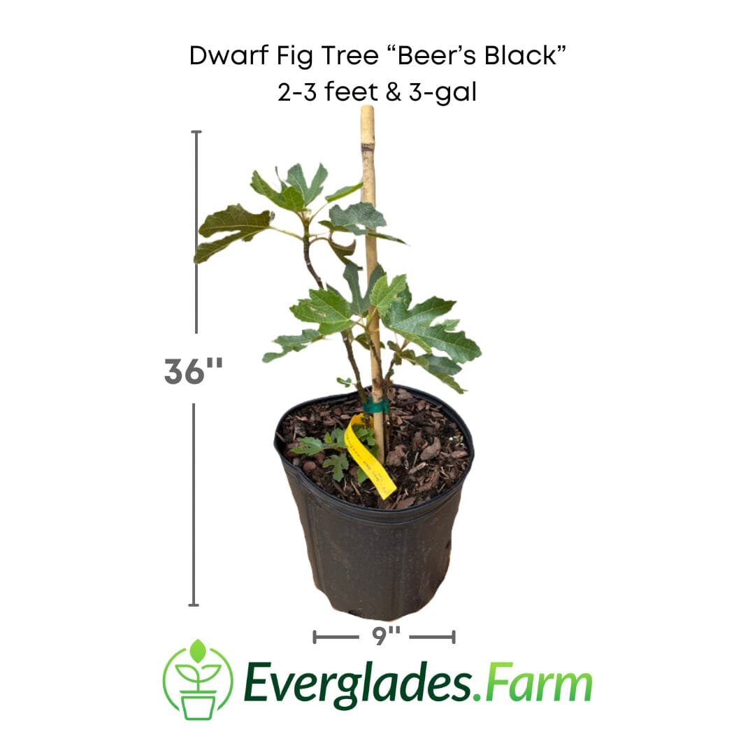 Dwarf Fig Tree Beers Black - Blessings Grow Meadows -