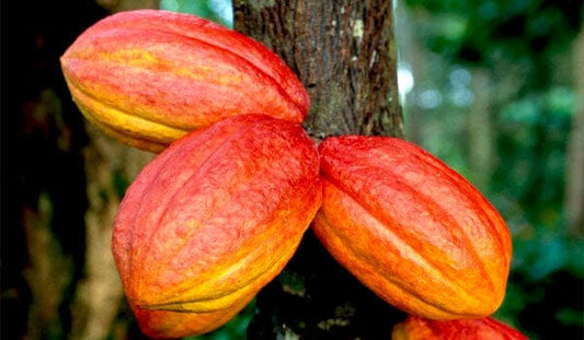 Everglades Farm Forastero Cacao Chocolate Tree in a 1-gallon container, 12-18 inches tall with lush green leaves.