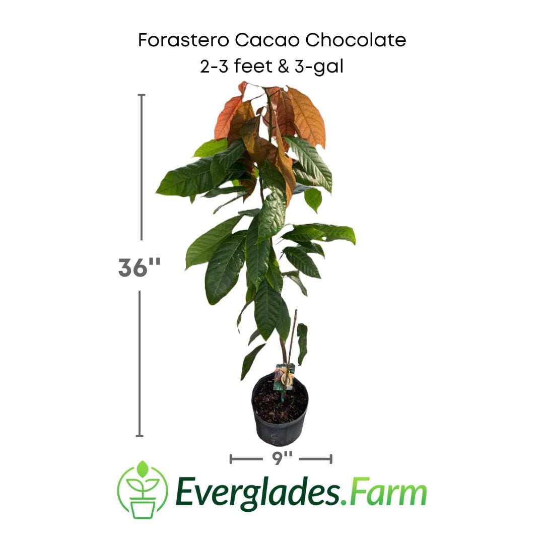 Everglades Farm Forastero Cacao Chocolate Tree, 12-18 inches tall, potted cacao plant with lush green leaves.