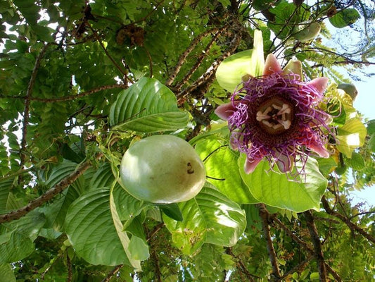 Giant Granadilla plant from Everglades Farm, 12-18 inches tall in 1-gallon pot, with lush green foliage and vibrant fruiting branches.