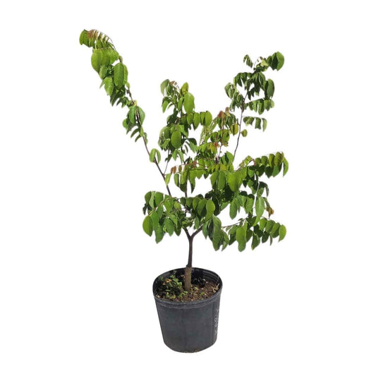 Grafted Kary Star Carambola Fruit Tree from Everglades Farm, 12-18 inch, 1-gallon size, with vibrant star-shaped fruit on lush branches.