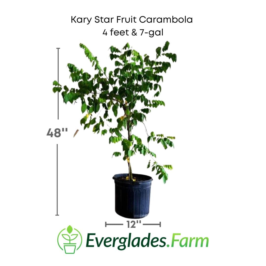 Grafted Kary Star Carambola fruit tree from Everglades Farm, 12-18 inches tall in a 1-gallon container, with green star-shaped fruit.