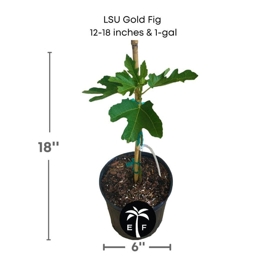 Everglades Farm LSU Gold Fig Tree with ripe golden figs, 12-18 inch Ficus carica 'LSU Gold' for your garden.