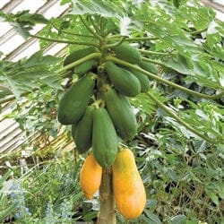 Everglades Farm Tainung-1 Papaya Plant, 12-18 inches tall, 1-gallon tropical fruit tree for home gardens.