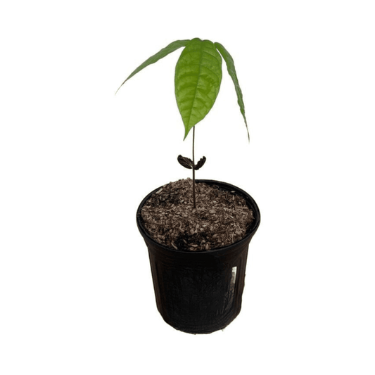Yellow Trinitao Cacao Tree with long ribs, 12-18 inches tall, fruit-bearing Theobroma cacao tree from Everglades Farm.