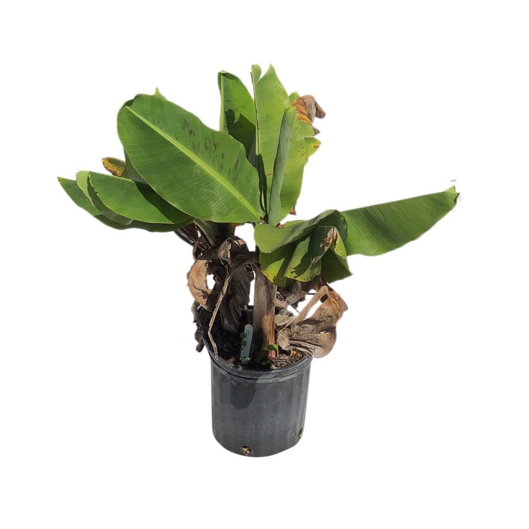 Everglades Farm Truly Tiny Banana Dwarf Tree, 12-18 inch potted banana plant with small, compact foliage, ideal for containers or small gardens.