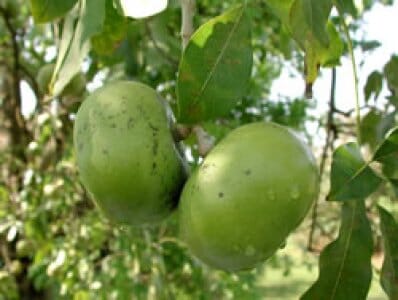 Grafted Wilson Black Sapote tree from Everglades Farm, 12-18 inches tall in a 1-gallon container, healthy and ready to plant.