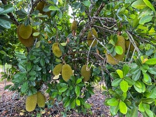Everglades Farm Dang Rasimi Jackfruit dwarf tree seedling, 18-24 inches tall, in 1-gallon container, showing healthy green foliage.