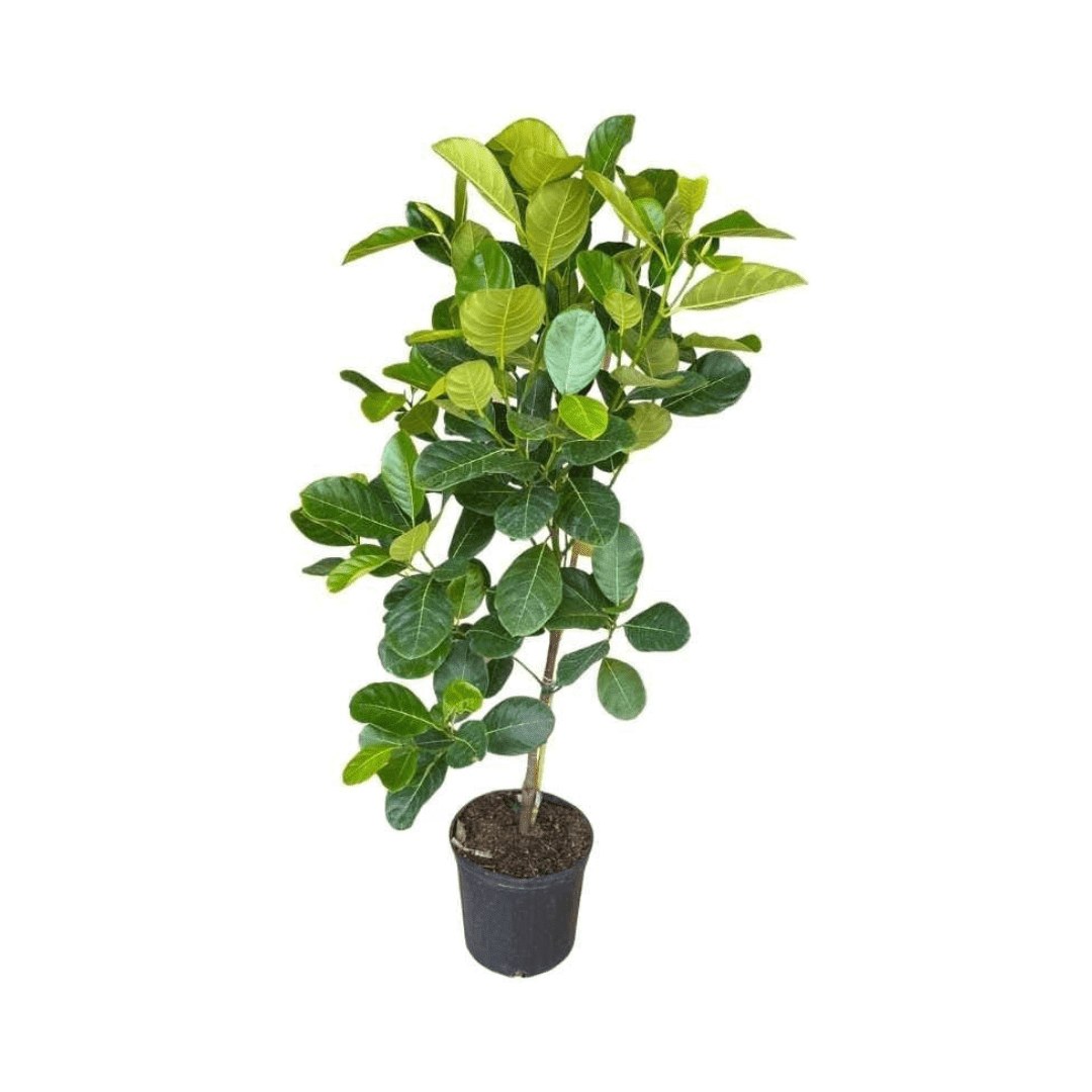 Everglades Farm Dang Rasimi Jackfruit dwarf tree seedling, 18-24 inches tall, in 1-gallon container, healthy and lush green foliage.