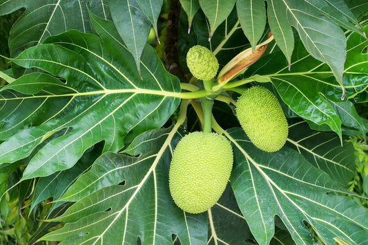 Air-layered Breadfruit Tree from Everglades Farm, 3 feet tall in a 3-gallon container, ready for planting or landscape use.