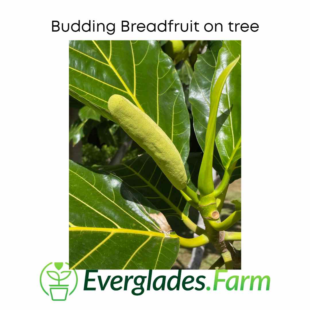Air-layered Breadfruit Tree from Everglades Farm, 2-3 feet tall, in a 3-gallon container, ready for planting.