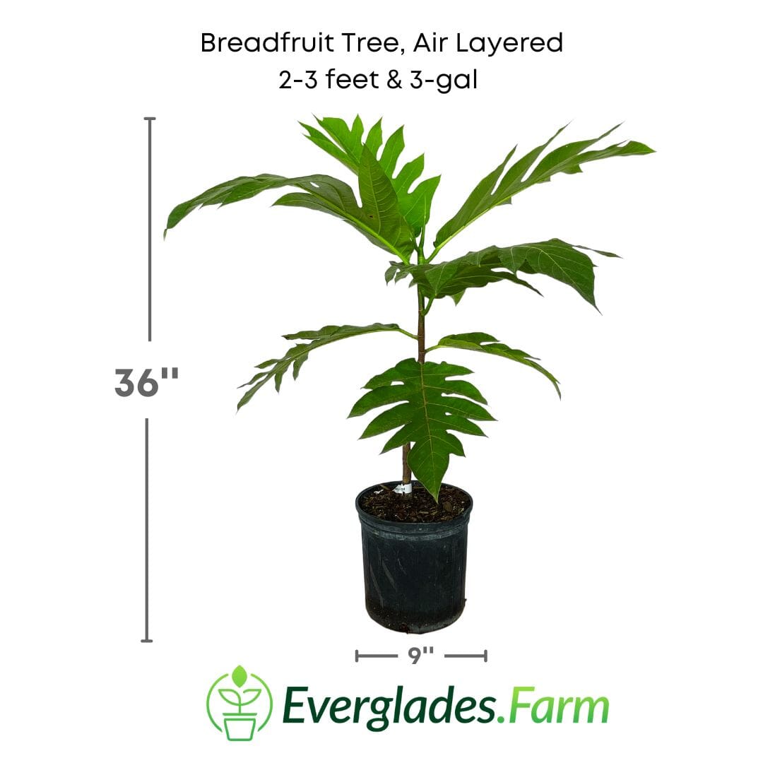 Air-layered Breadfruit Tree by Everglades Farm, 2-3 feet tall in a 3-gallon container, ready for planting.