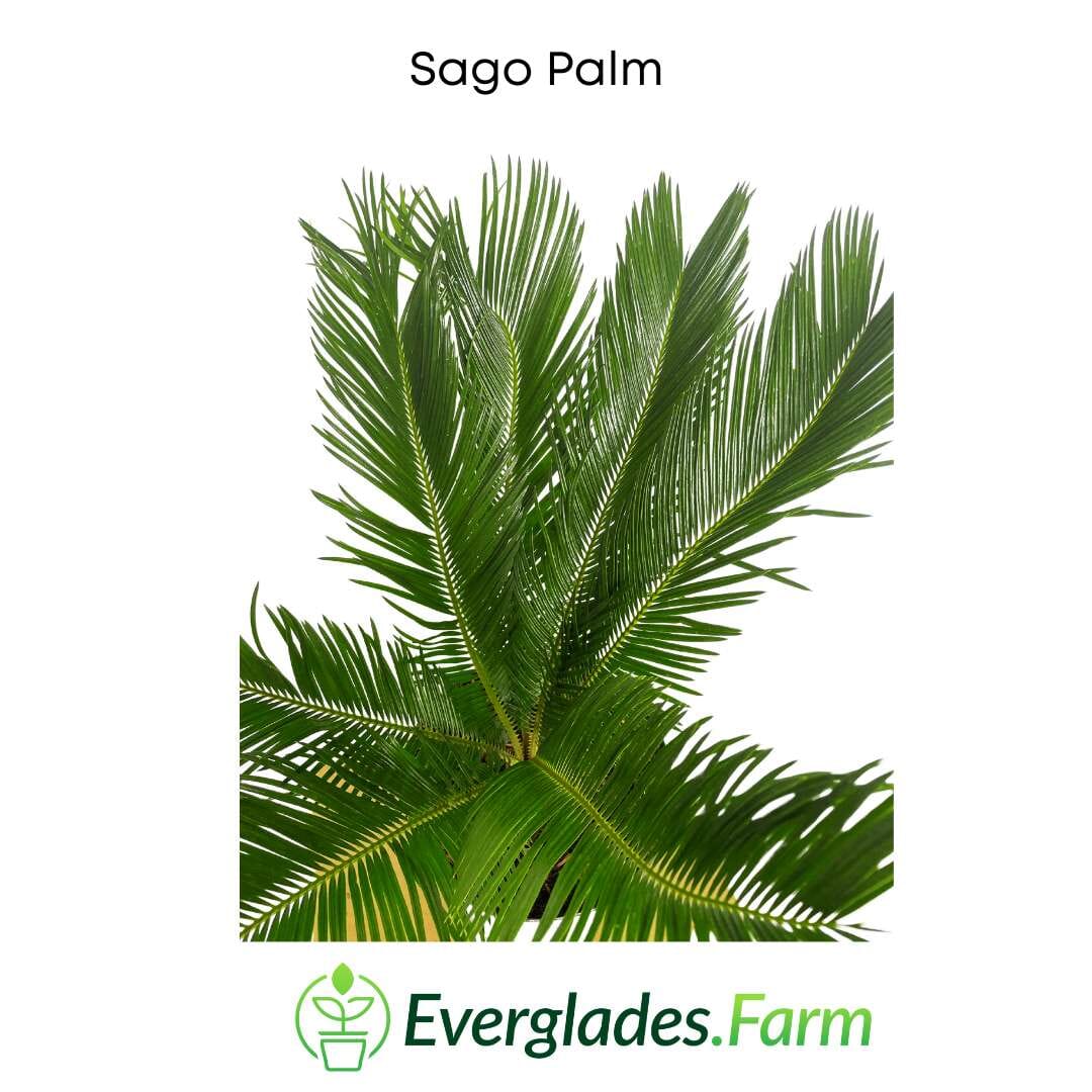 Sago Palm Tree in 3 gal container 3 feet tall - Blessings Grow Meadows -