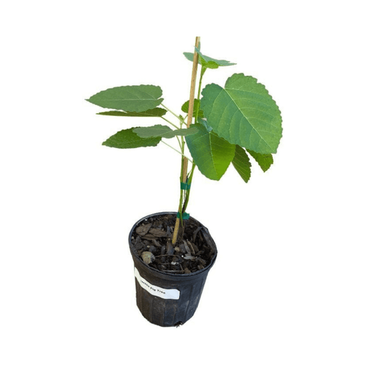 Everglades Farm Ischia Fig Tree in a 1-gallon container, showcasing lush, green leaves and healthy growth.