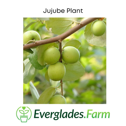 Grafted Jujube tree from Everglades Farm, 24-30 inches tall, in a 1-gallon container, ready for planting.