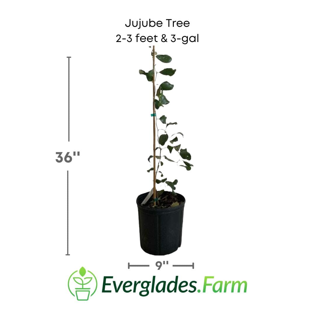 Grafted Jujube tree from Everglades Farm, 24-30 inches tall, in a 1-gallon container, ready for planting.