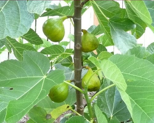 Everglades Farm Lattarula Fig Tree in 1-gallon container, showcasing lush green leaves and healthy branches.