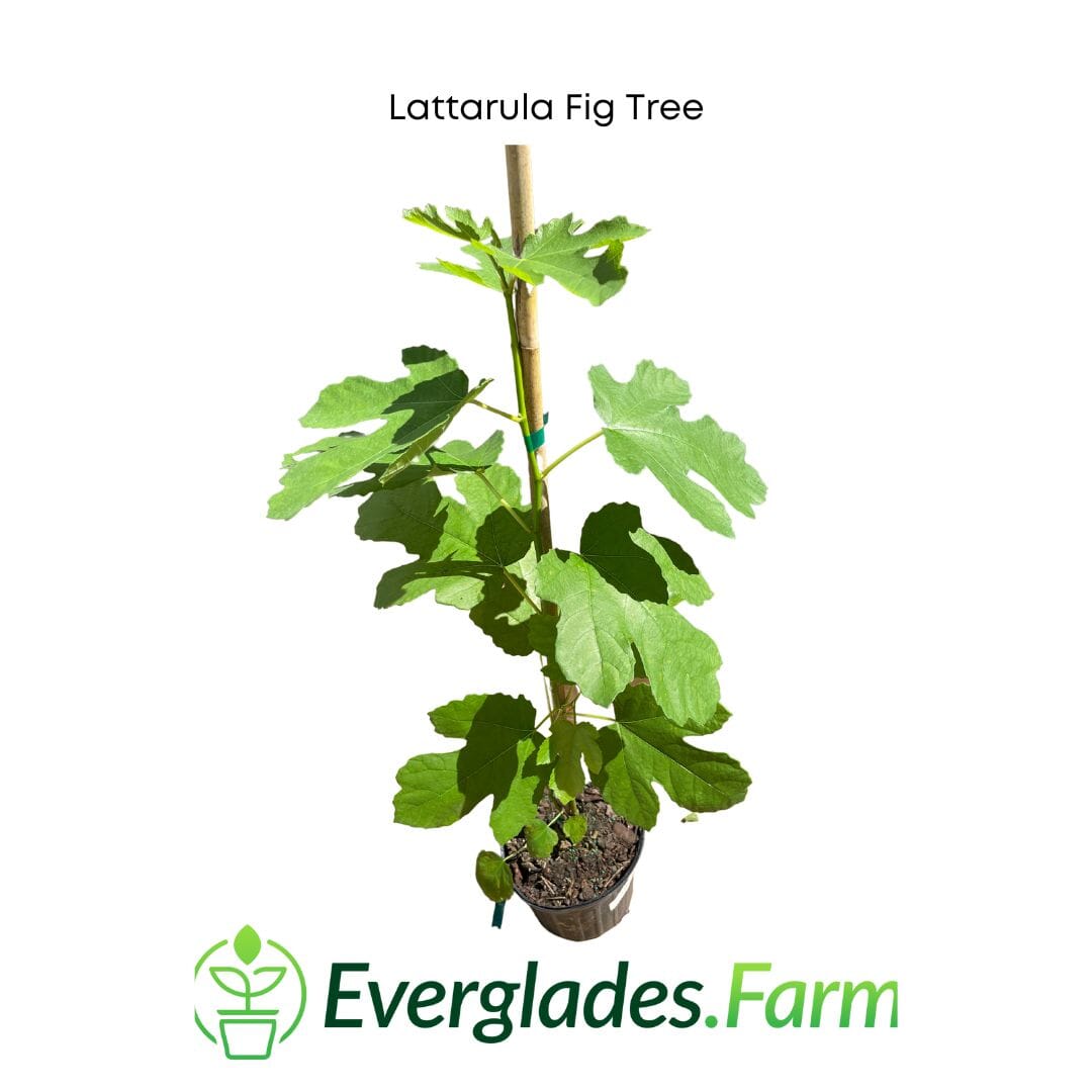 Everglades Farm Lattarula Fig Tree, 24-30 inches tall, 1-gallon size, with lush green leaves and developing figs.