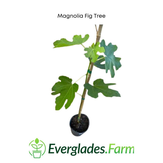 Everglades Farm Magnolia Fig Tree, 24-30 inches tall, 1-gallon size, healthy green foliage with a sturdy trunk.