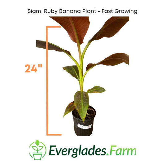 Siam Ruby Banana Plant by Everglades Farm, 24-30 inches tall, 1-gallon size with vibrant red banana leaves in a garden setting.
