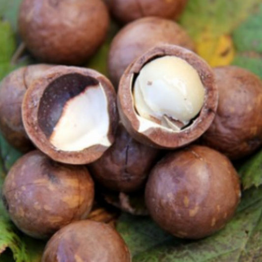 Everglades Farm Beaumont Macadamia Nut Tree Seedling, high-yield Macadamia Integrifolia hybrid for gardens, 4 feet tall, in a 3-gallon container.