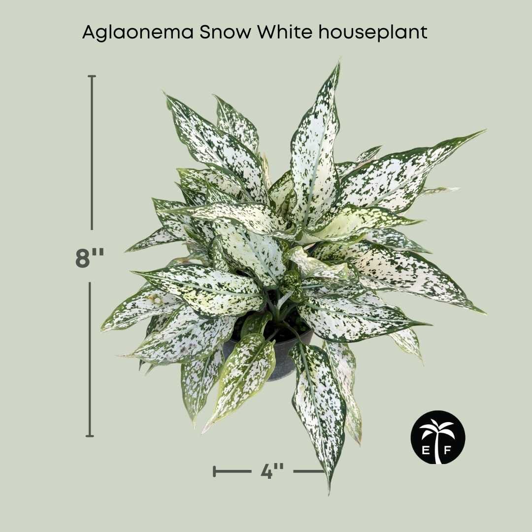 Everglades Farm Aglaonema Snow White houseplant in a 6-inch container, elegant, vibrant green leaves, low maintenance indoor plant.
