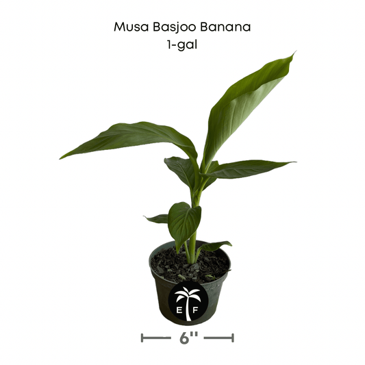 Everglades Farm Basjoo Banana Plant showing lush green leaves and sturdy stalks, a cold-hardy tropical fruit plant.