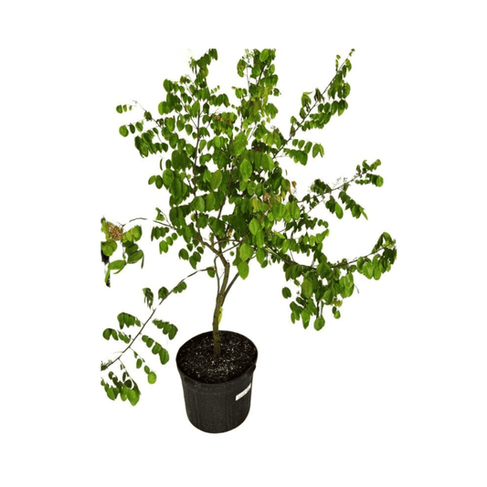 Grafted Arkin Star Carambola fruit tree from Everglades Farm, 1-2 feet tall in a 1-gallon container, ready to grow fruit.