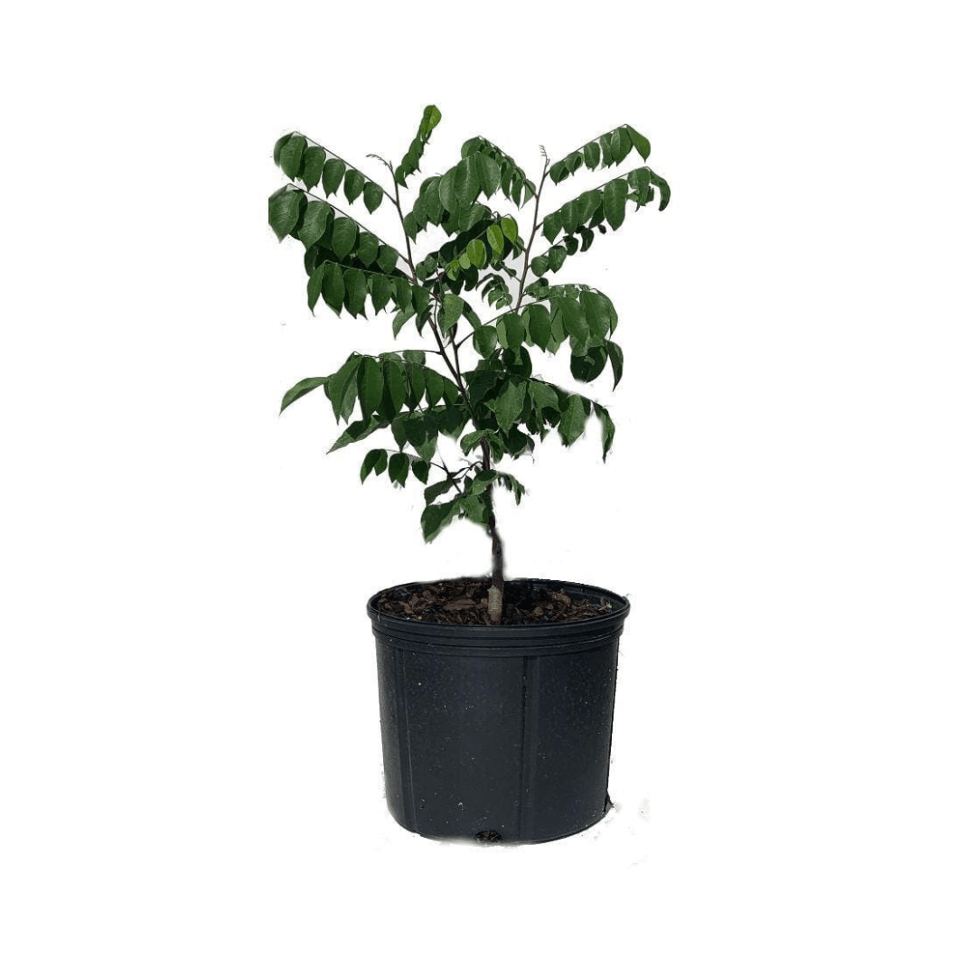 Grafted Arkin Star fruit Carambola tree from Everglades Farm, 1-2 feet tall, in a 1-gallon container, ready to grow.