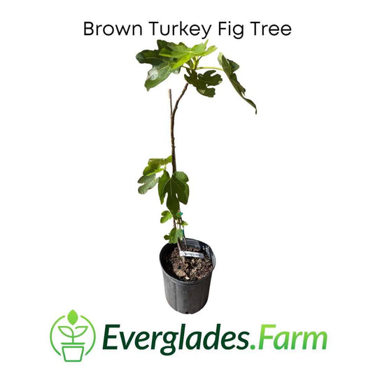 Dwarf Brown Turkey fig tree by Everglades Farm, 1-2 feet tall, in a 1-gallon container, with lush green leaves and developing figs.