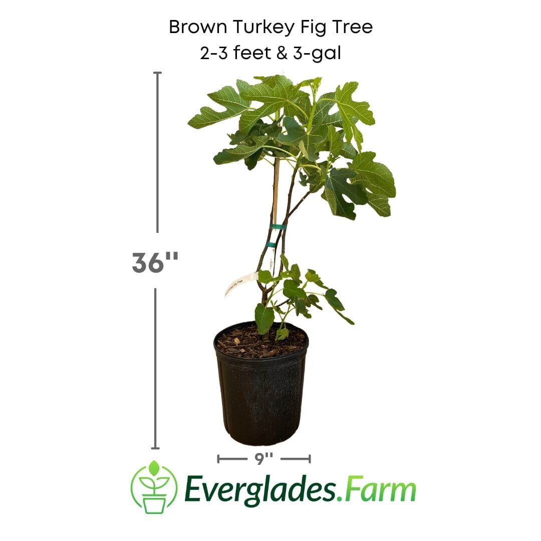 Dwarf Brown Turkey Fig Tree from Everglades Farm, 1-2 feet tall in a 1-gallon pot, healthy fruit tree with lush foliage.