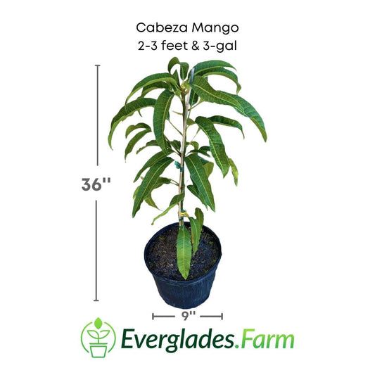 Grafted Cabeza mango tree from Everglades Farm, a 1-2 foot fruit tree with lush green foliage and healthy grafted trunk