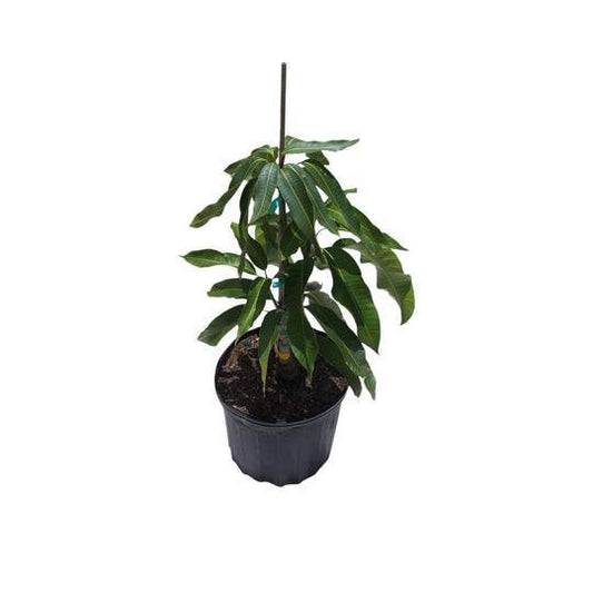 Grafted Carrie Dwarf Mango Tree from Everglades Farm, a small fruit tree with green foliage in a 1-gallon container.