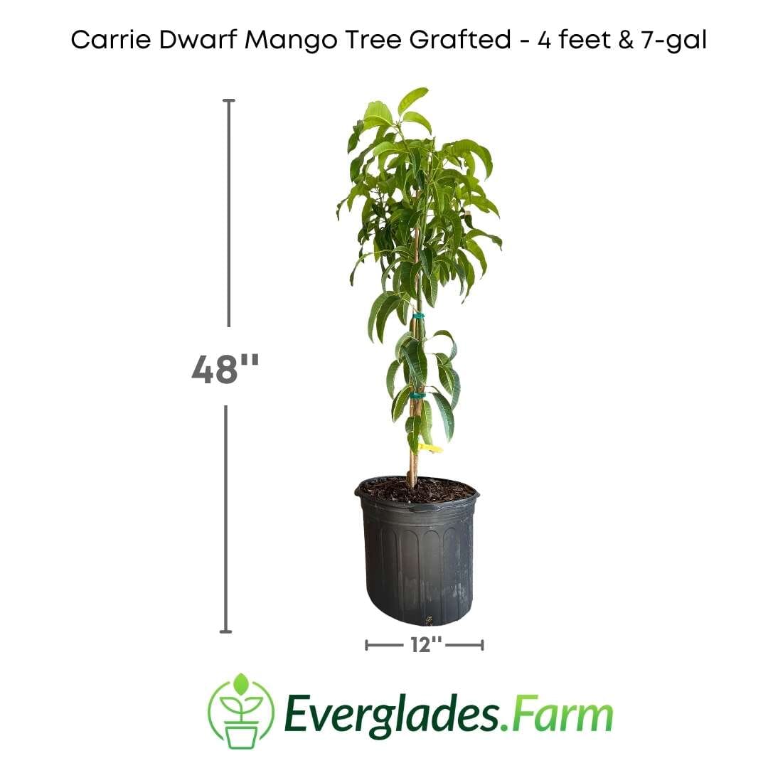 Grafted Carrie Dwarf Mango Tree from Everglades Farm, a 1-2 foot fruit tree in a 1-gallon container ready for planting.
