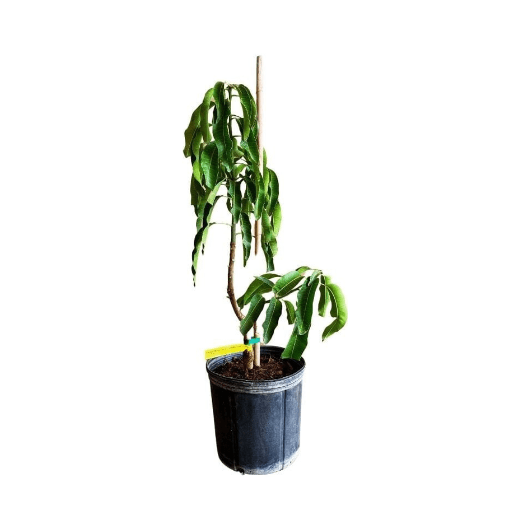 Grafted Cogshall Mango Tree dwarf variety from Everglades Farm, 1-2 feet tall in 1-gallon container, ready to grow fruit.