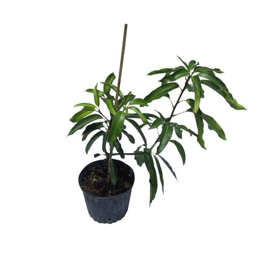 Grafted Glenn Mango Tree, fruit tree from Everglades Farm, 1-2 feet tall in a 1-gallon container, ready for planting.