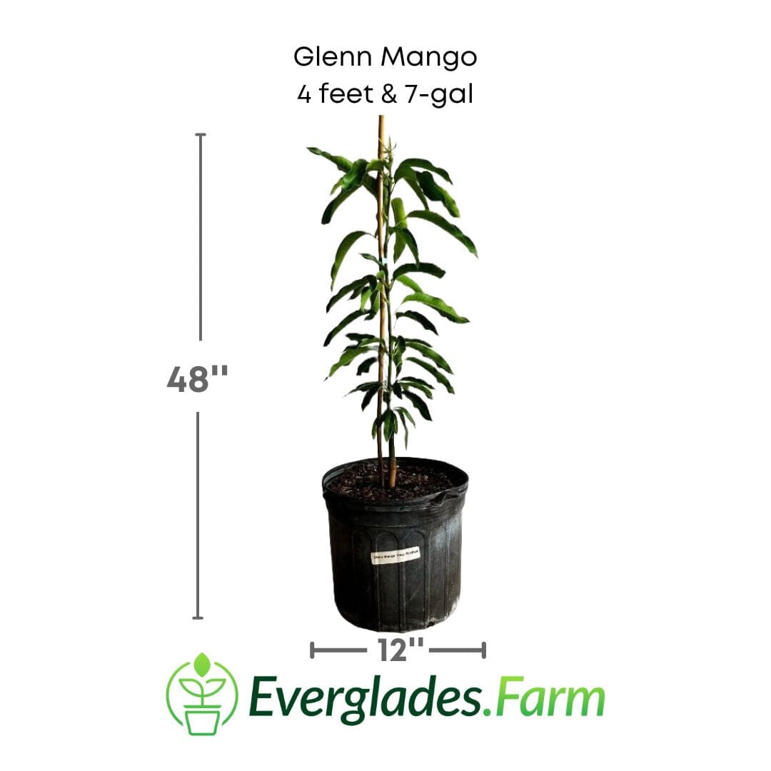 Grafted Glenn mango tree from Everglades Farm, 1-2 feet tall, potted fruit tree with lush green leaves.