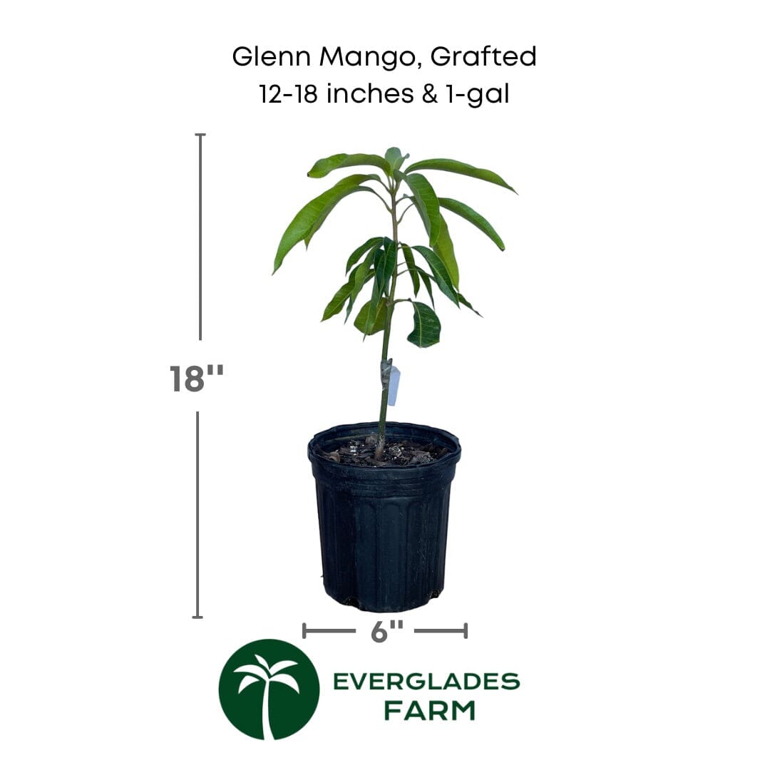 Grafted Glenn Mango Tree by Everglades Farm, 1-2 feet tall in a 1-gallon container, ready for planting in fruit orchards.