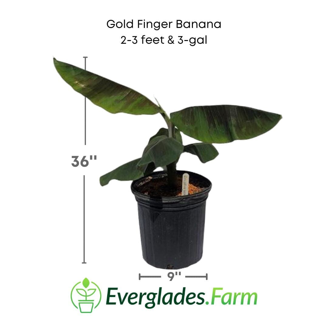 Everglades Farm Goldfinger Banana Musa FHIA-1 fruit tree, 1-gallon size, showcasing lush green banana plant with healthy foliage.