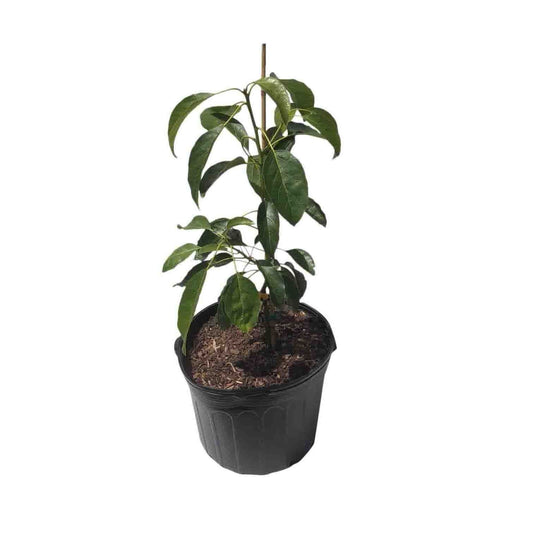 Grafted Hass California Avocado Tree from Everglades Farm, 1-2 feet tall in 1-gallon container, ready for planting.