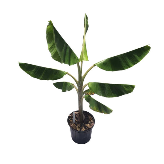 Blue Java Banana Plant from Everglades Farm, 1-2 feet tall, healthy fruit tree with lush green leaves and blue Java banana fruit.