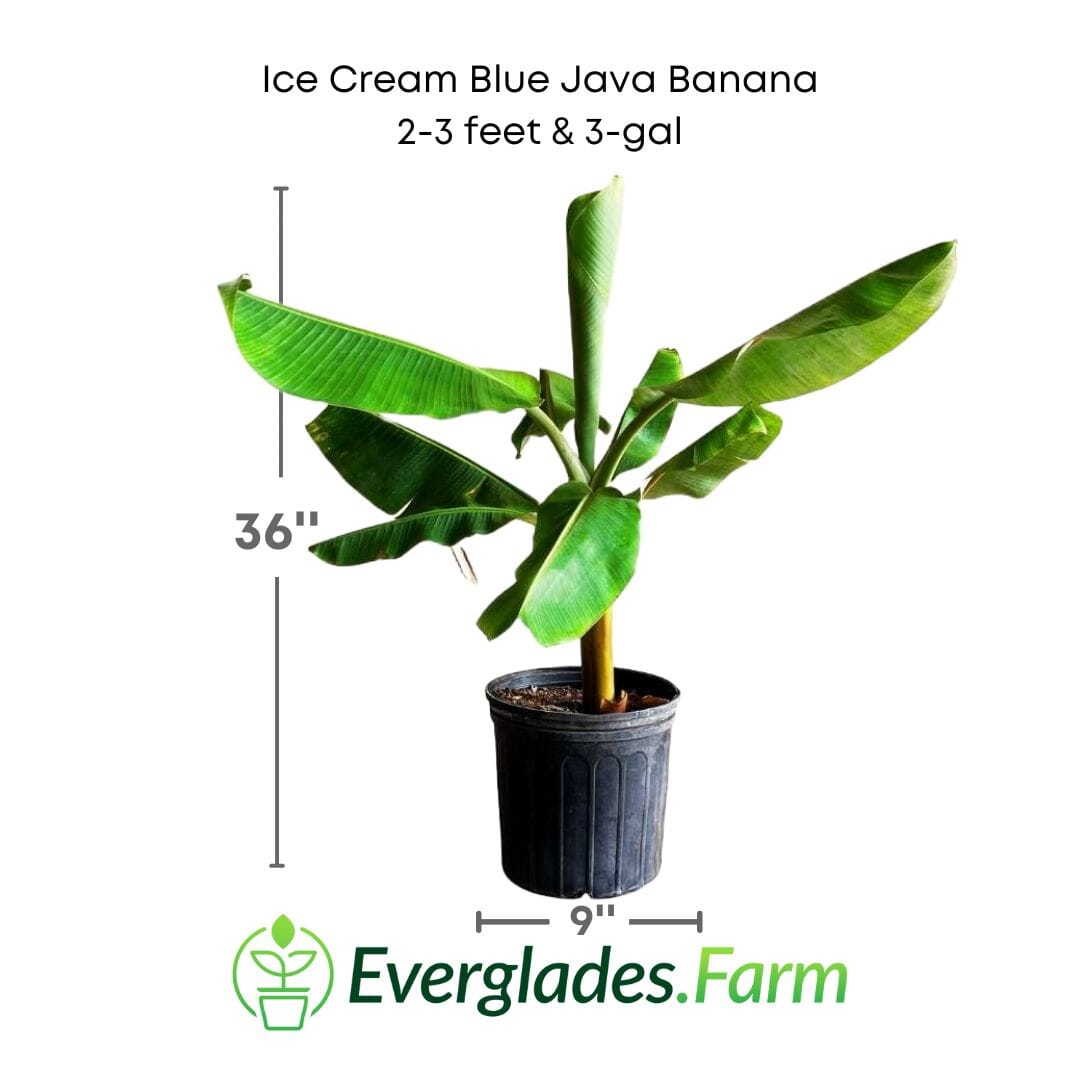 Blue Java Banana Plant from Everglades Farm, 1-gallon size, showcasing lush green leaves and developing fruit on a small fruit tree.