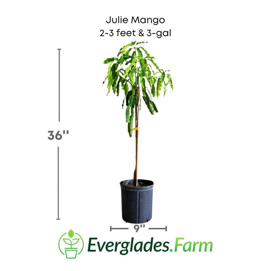Dwarf Julie Mango tree grafted, 1-2 feet tall, potted fruit tree from Everglades Farm, showcasing lush green mango leaves.