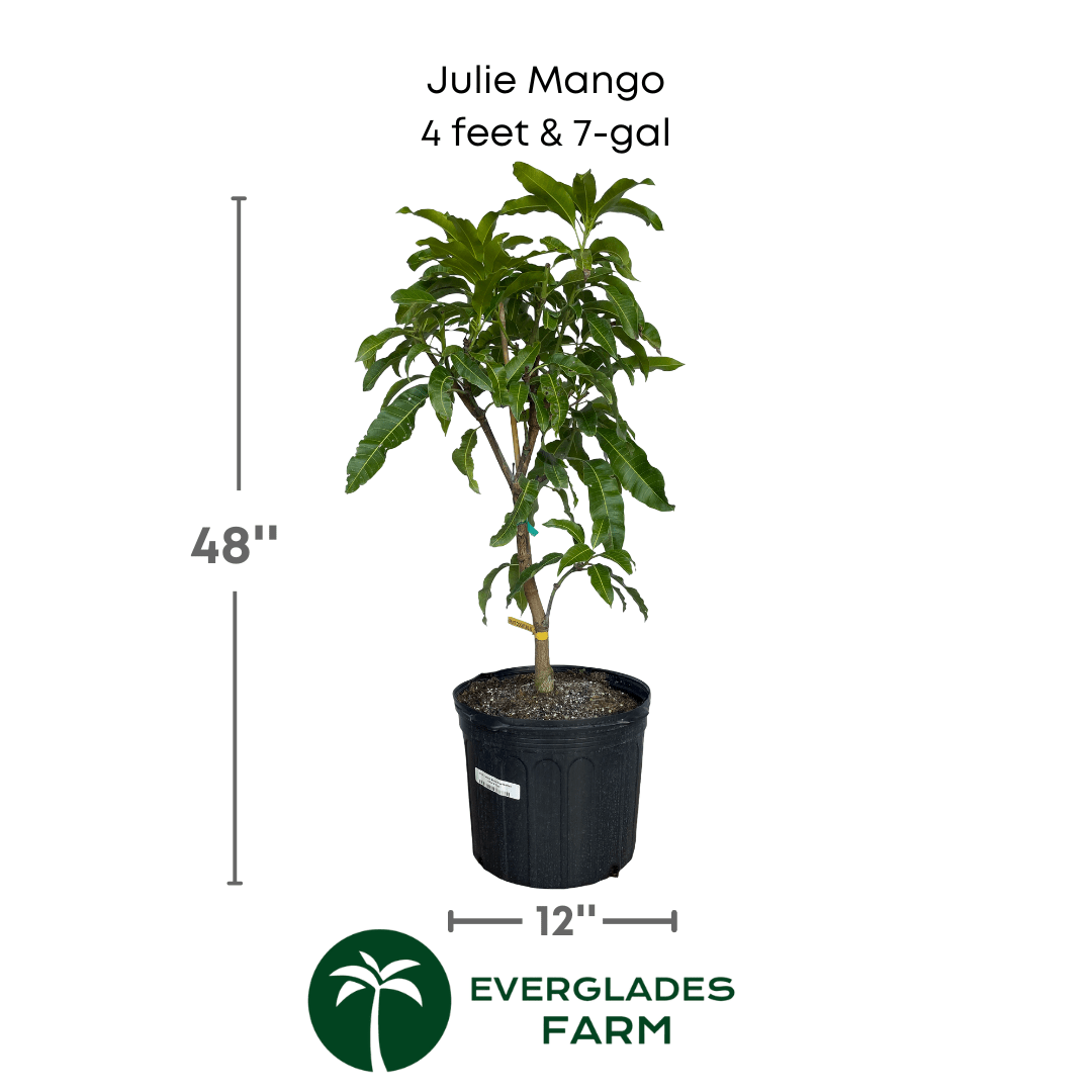Dwarf grafted Julie Mango tree from Everglades Farm, 1-2 feet tall, healthy fruit tree for small gardens or patios.