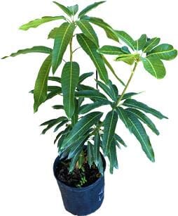 Grafted Juliette mango tree from Everglades Farm, 1-2 feet tall in a 1-gallon container, ready for planting.