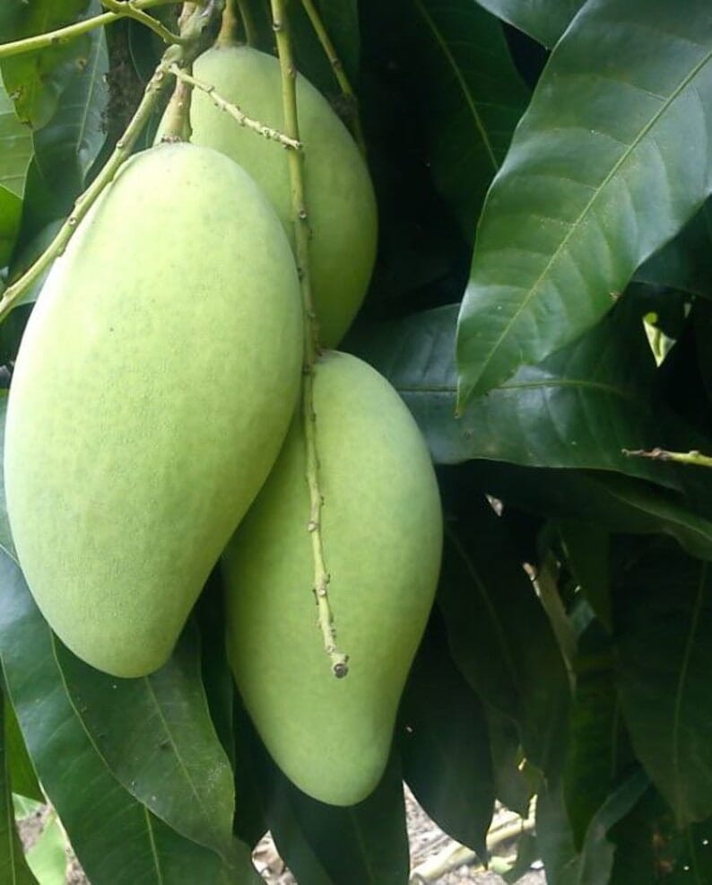 Grafted Kiew Yai Thai Mango Tree from Everglades Farm, 1-2 feet tall in a 1-gallon container, ready for planting.